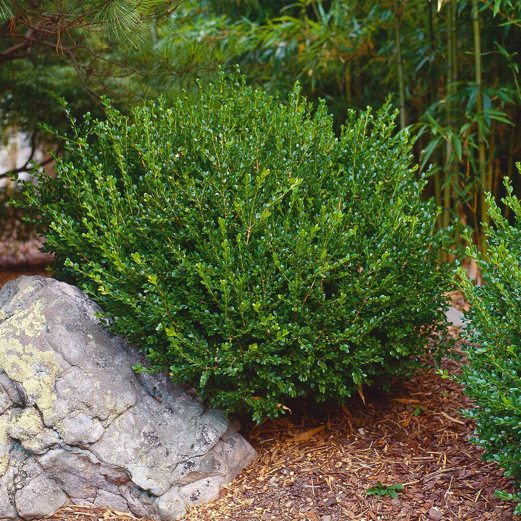 Buis 'Wintergreen'