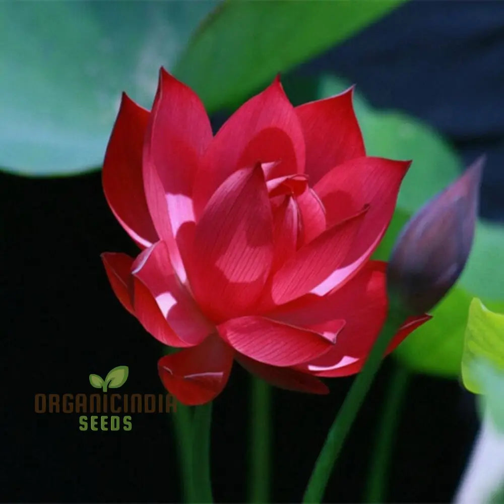 Lotus Flower Seeds – Stunning Resilient Blooms for Gardening