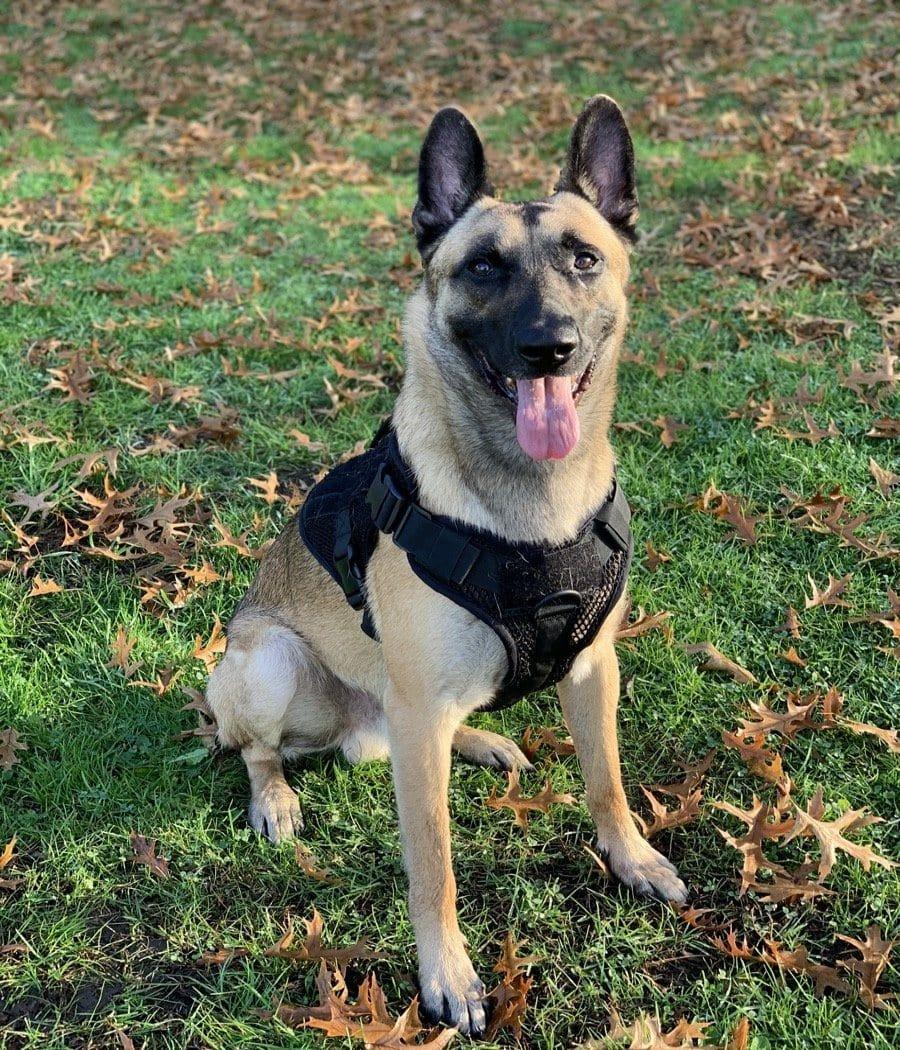 Artemis Dog Harness - No Pull No Tug No Choke Adjustable Breathable K-9