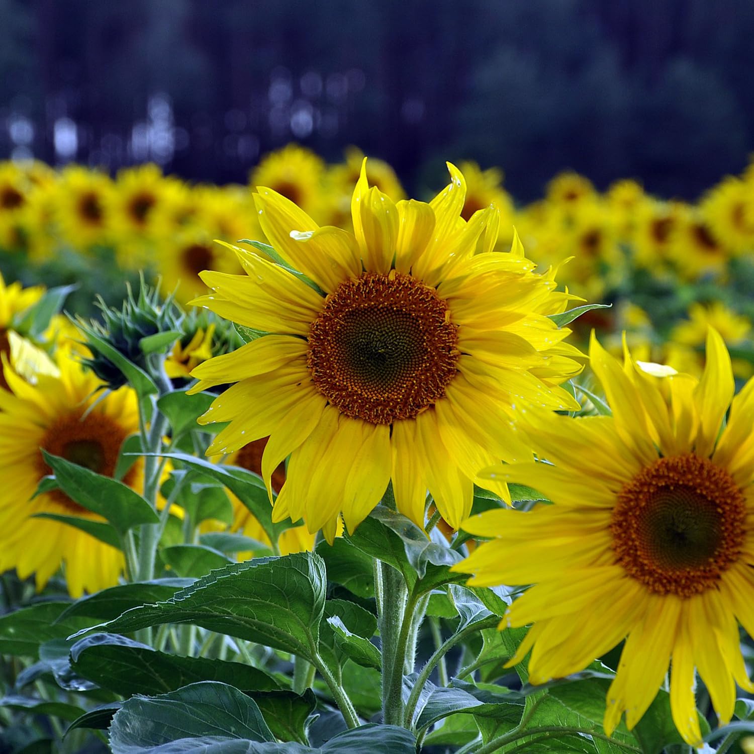 Sunflower Seeds – Tall Growing Variety for Vibrant Garden Blooms