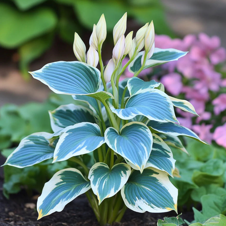 Rare Blue Variegated Hosta Seeds – Blue-Green Leaves with White & Yellow Margins for Shade Gardens