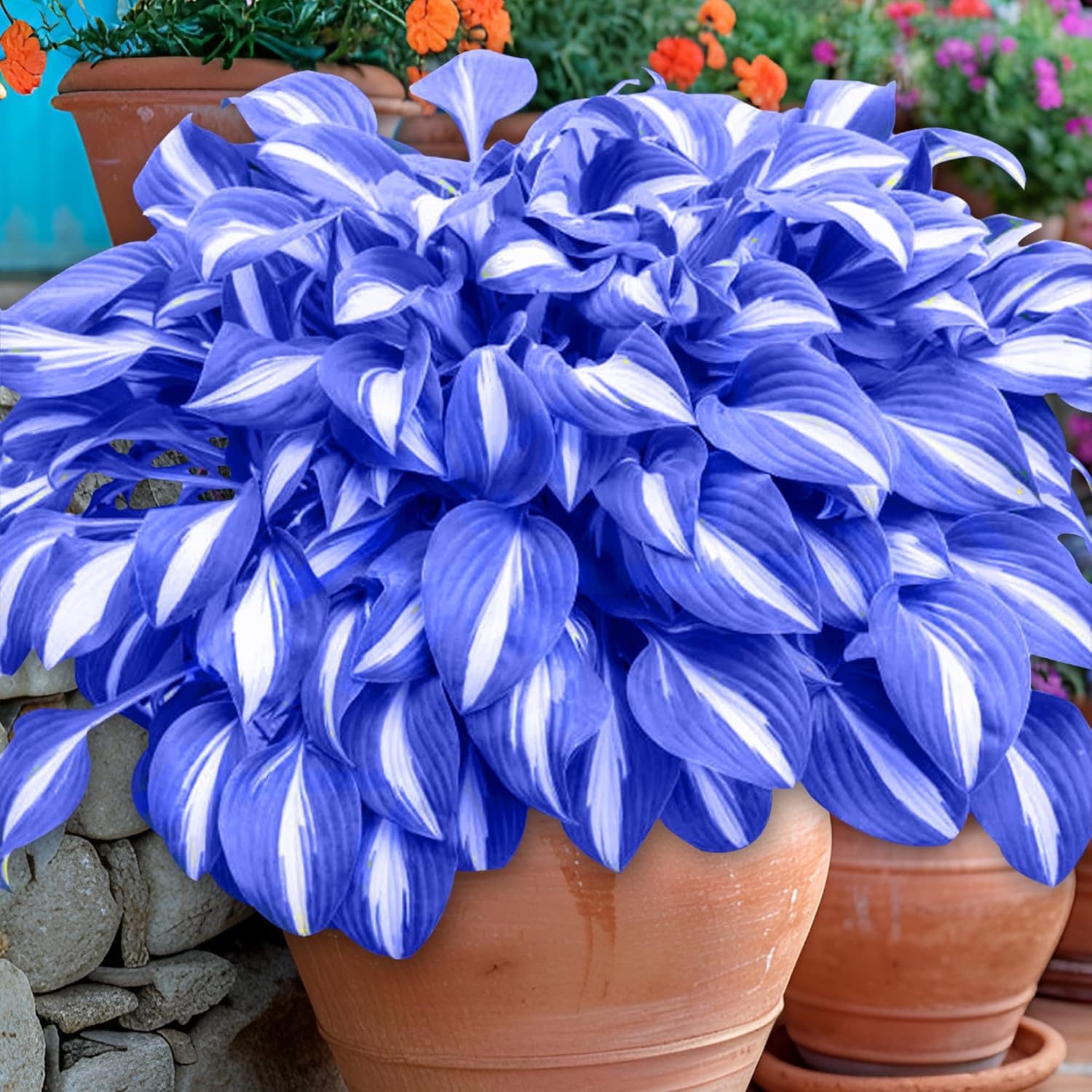Perennial Blue Hosta Seeds, Premium Hosta Seeds for Outdoor Garden Planting