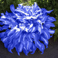 Blue Hosta Plants, Perennial Hosta Seeds for Outdoor Garden Shade, Easy to Grow And Plant