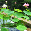 Graines de lotus mixtes pour la plantation, parfaites pour les jardins aquatiques