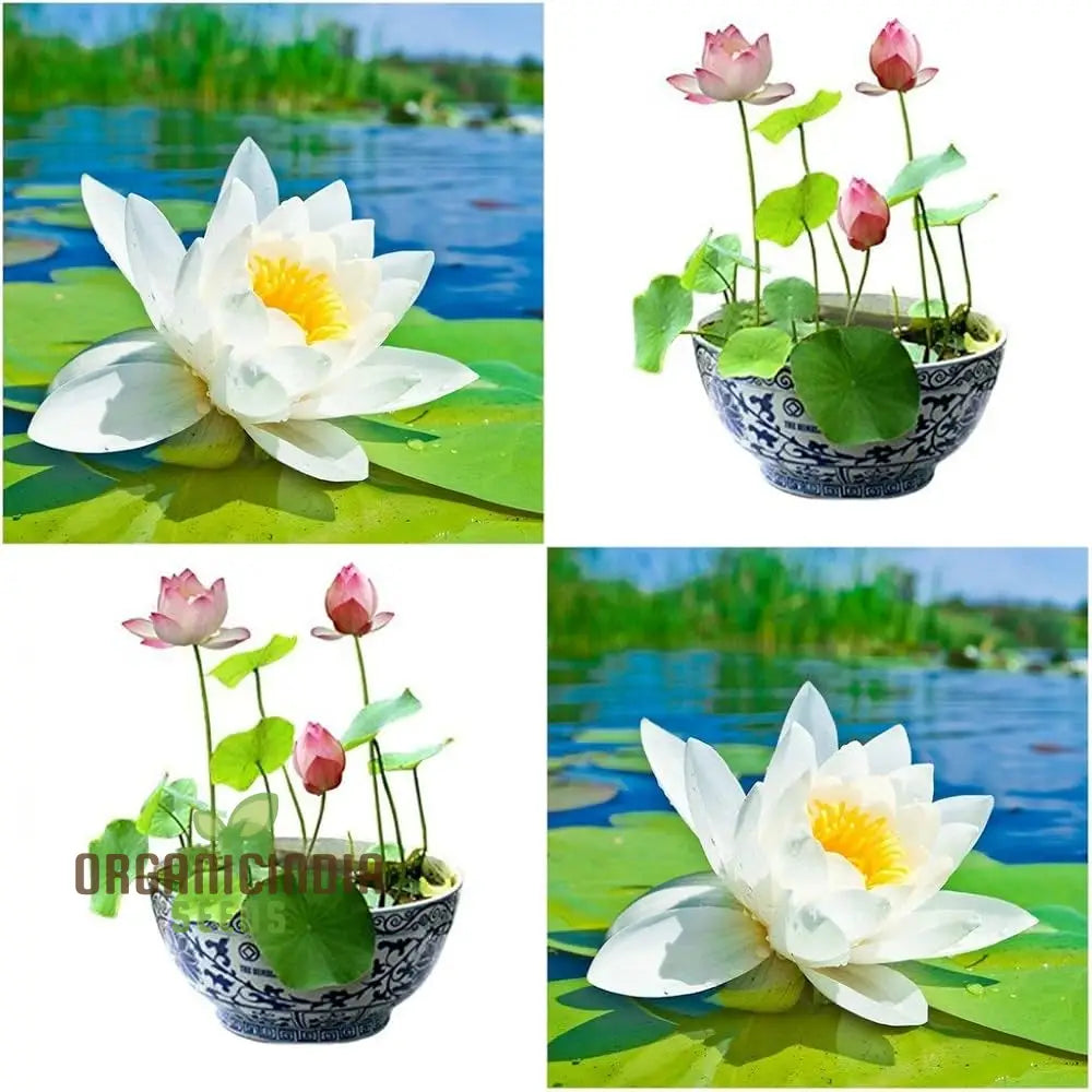 Graines de lotus mixtes pour la plantation, parfaites pour les jardins aquatiques