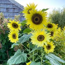 Graines de Tournesol Jaune Citron – Fleurs Pastel Douces pour Jardins et Bouquets