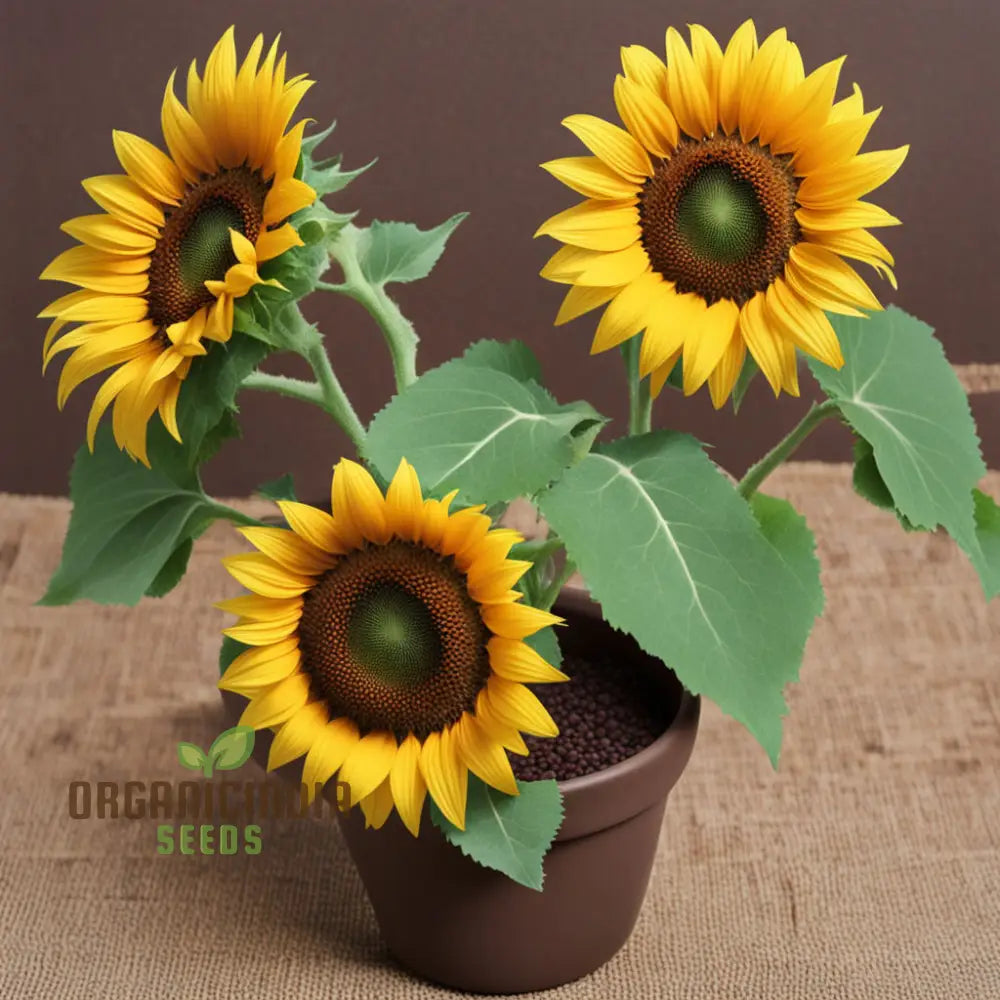 茶色のひまわりの種、植え付け用、美しい開花