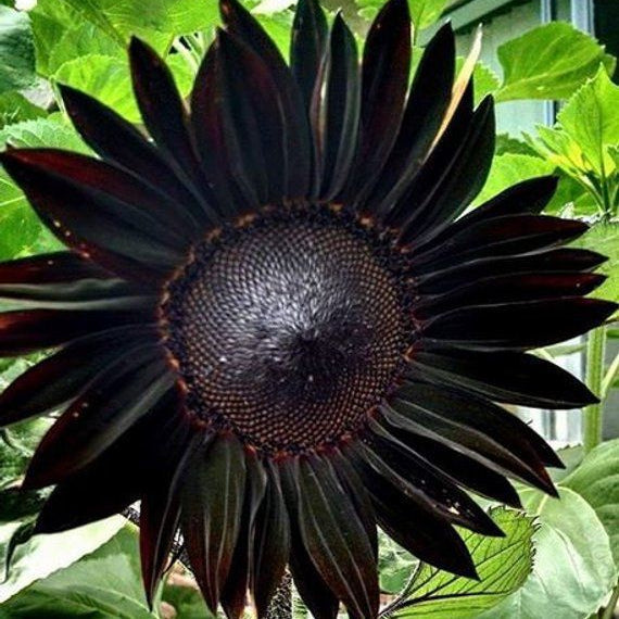 新鮮な深い黒のひまわりの種、庭の植え付け用
