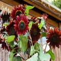 Cherry Chocolate Sunflower Seeds – Vibrant Garden Blooms