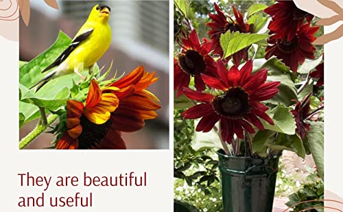 Cherry Chocolate Sunflower Seeds – Vibrant Garden Blooms