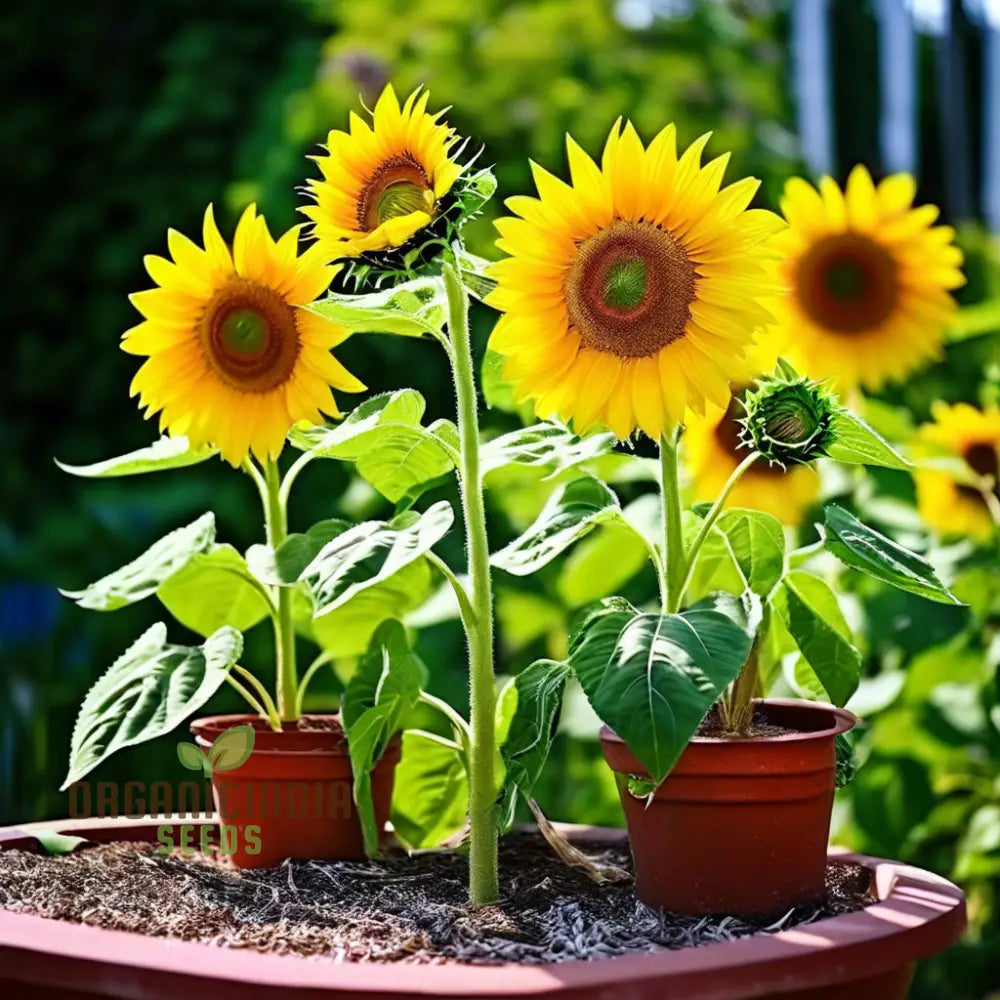 Sunflower Seed Mix – Premium Garden Blooms for Planting