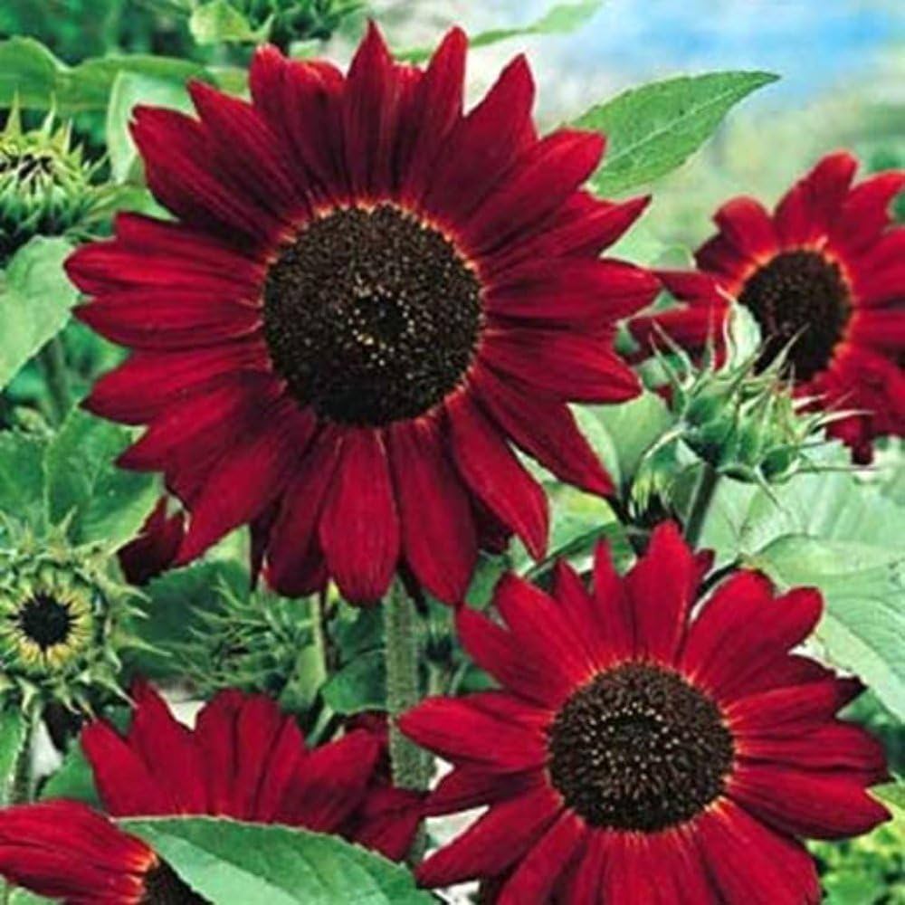 Red Mini Sunflower Seeds – Compact Garden Variety for Vibrant Blooms