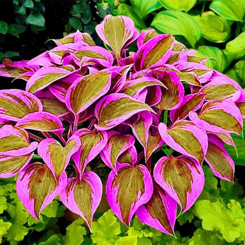 Hosta Seeds (Mixed Color Hosta Seeds) - Easy-Care Perennial for Pots and Gardens