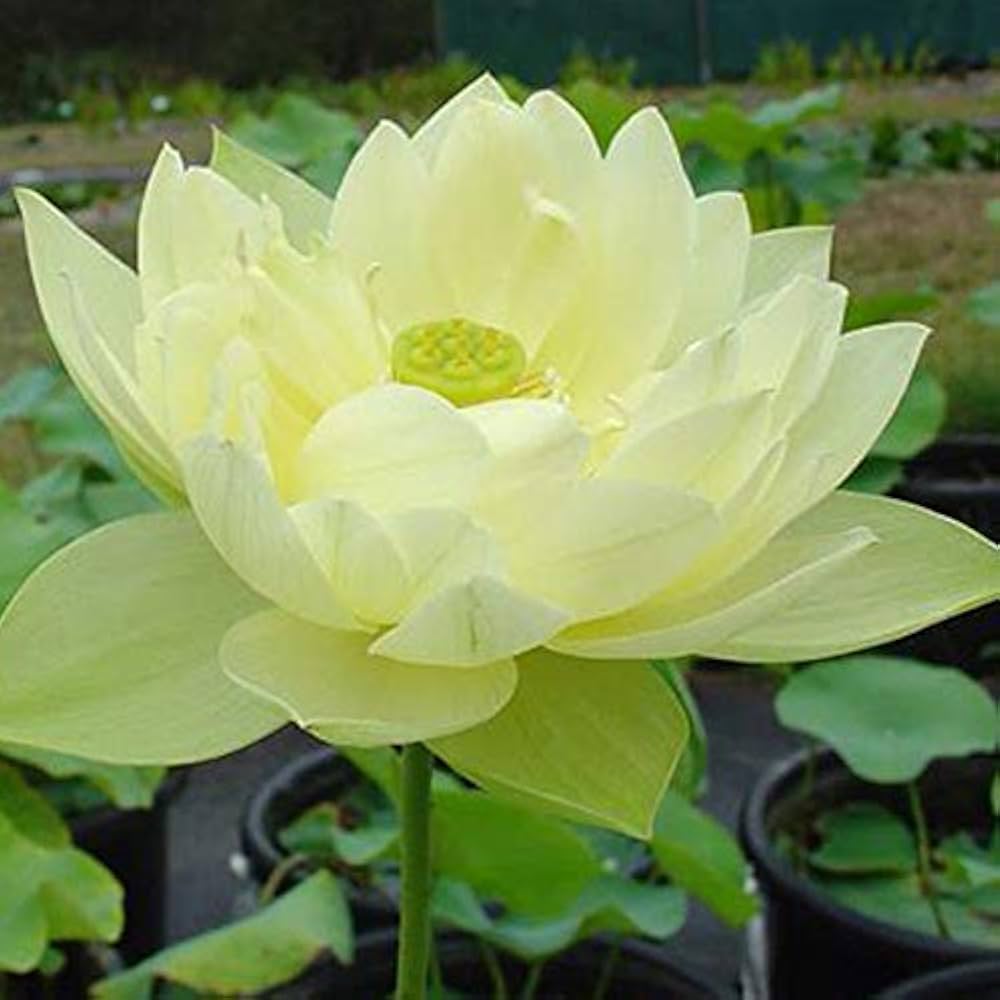 ロータスの種（ジャンボサンバーストロータスの種）- 美しい庭の花