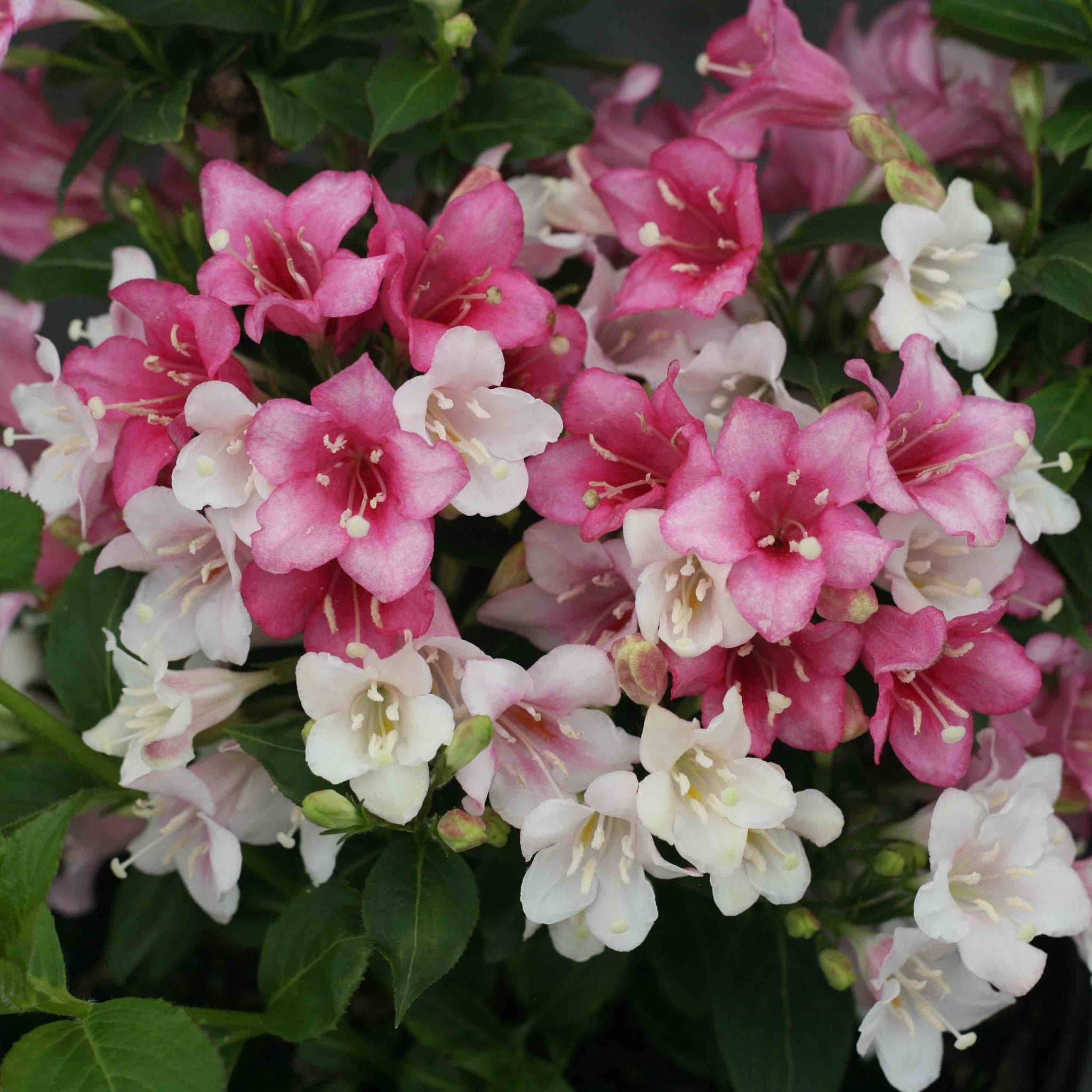 Czechmark Trilogy® Weigela