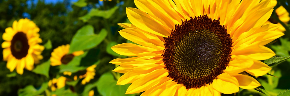 Sunflower Seeds – Tall Growing Variety for Vibrant Garden Blooms