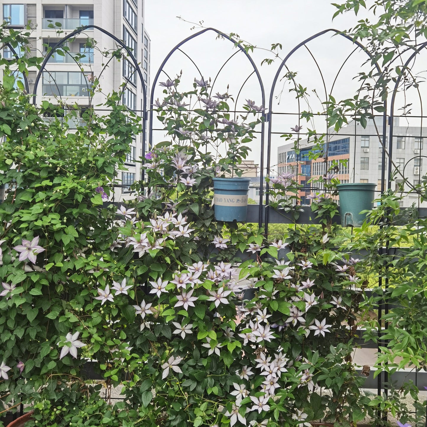 2 Pack Metal Garden Trellis