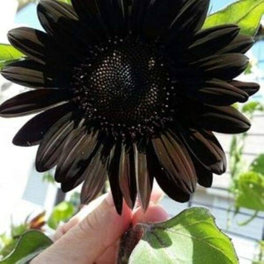 新鮮な深い黒のひまわりの種、庭の植え付け用