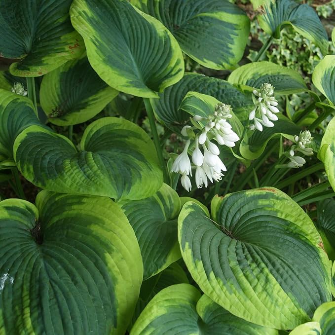 Earth Angel Hosta Seeds – Perennial Green Foliage for Shaded Gardens