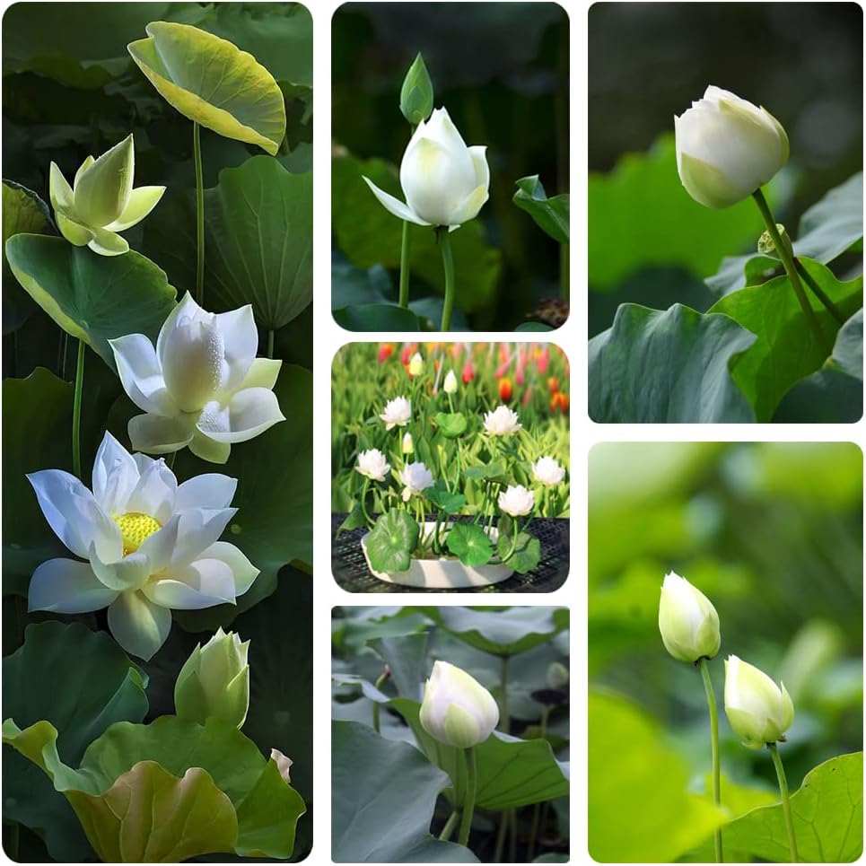 Graines de lotus (graines de lotus bonsaï à bouche ouverte) - Fleurs de nénuphar décoratives compactes