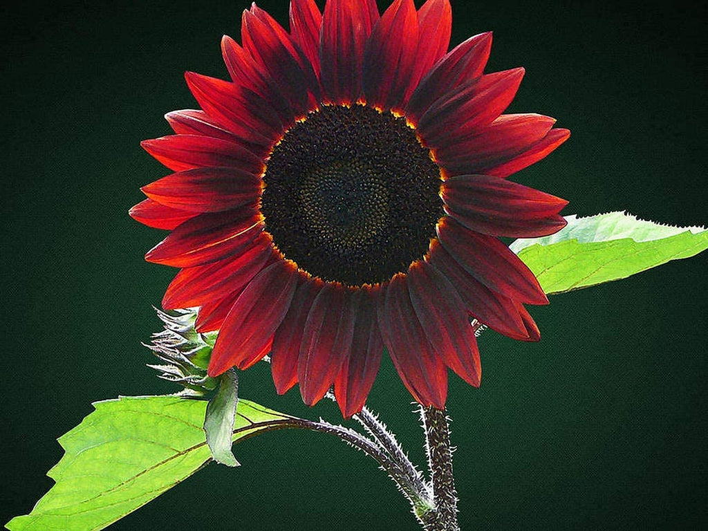 Cherry Chocolate Sunflower Seeds – Vibrant Garden Blooms