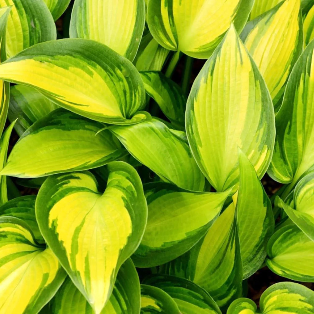 Hosta Seeds (Mixed Color Hosta Seeds) - Easy-Care Perennial for Pots and Gardens