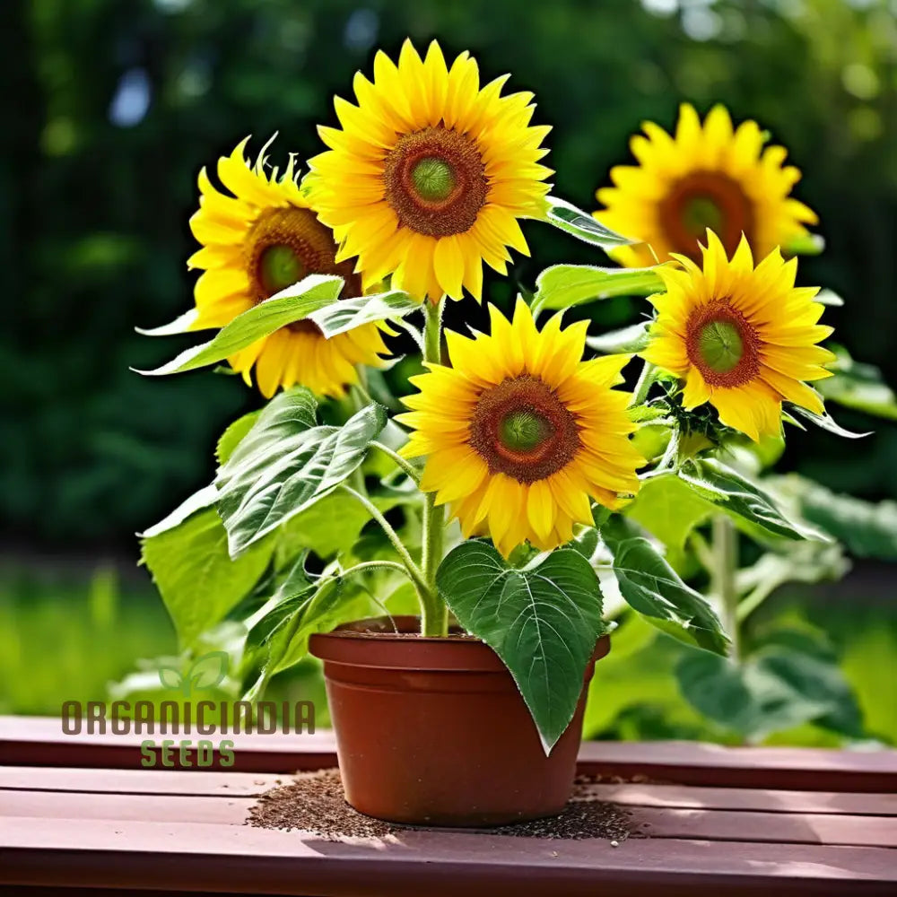 Sunflower Seed Mix – Premium Garden Blooms for Planting
