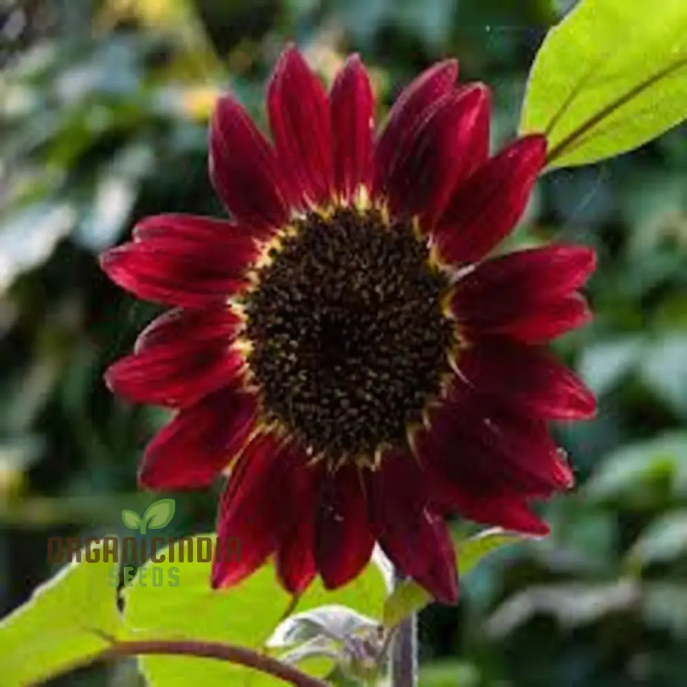 Cherry Chocolate Sunflower Seeds – Vibrant Garden Blooms