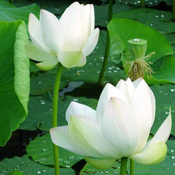 Graines de lotus pour planter une plante comestible, cultiver de belles fleurs et racines de lotus pour votre jardin, graines de légumes bio et saines