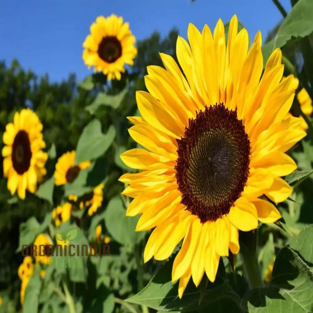 Graines comestibles de tournesol géant – Cultivez des tournesols géants pour les jardins, les espaces pollinisateurs et la récolte de graines