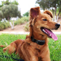 電動ペット犬用無駄吠え防止トレーニングカラー 安全トーンショックコントロール調整可能