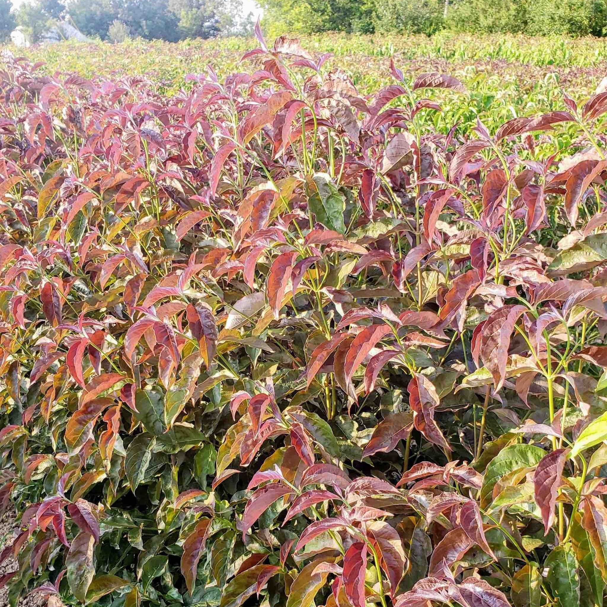 Ragin' Red™ Dogwood