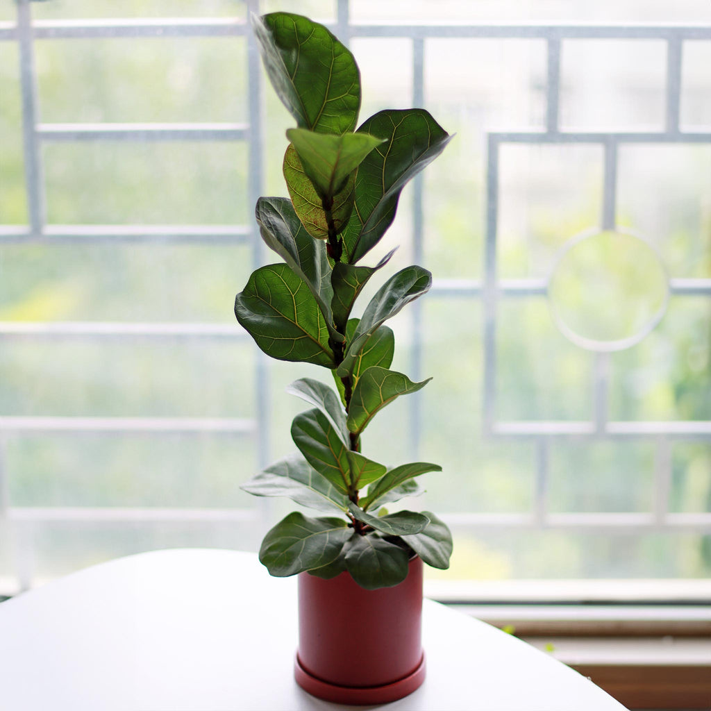 Fiddle Leaf Fig Tree