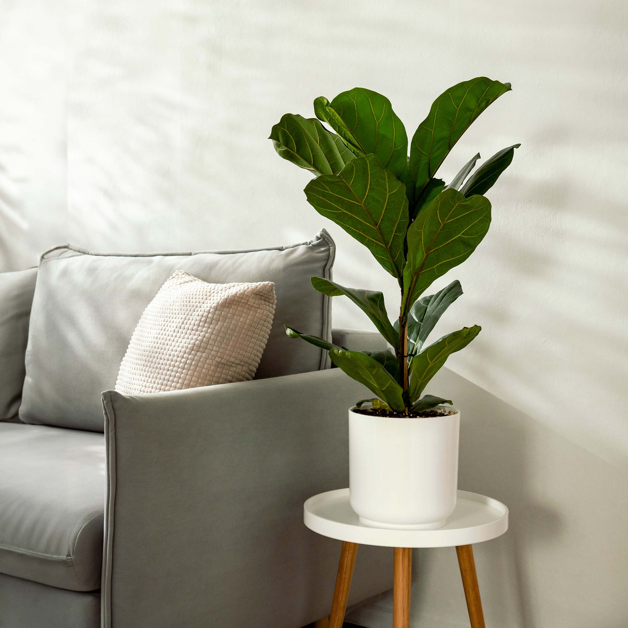 Fiddle Leaf Fig Tree