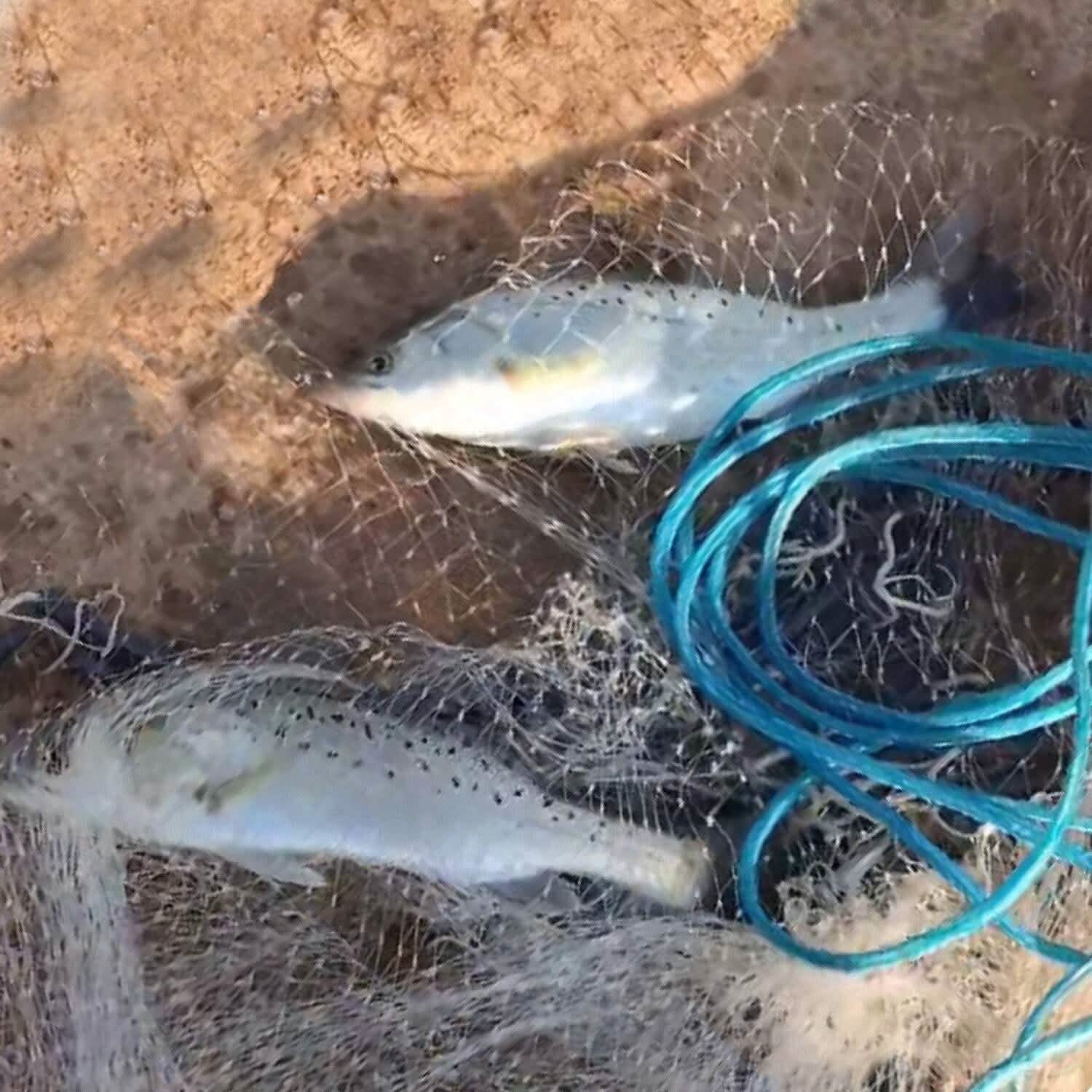 Épervier de pêche robuste