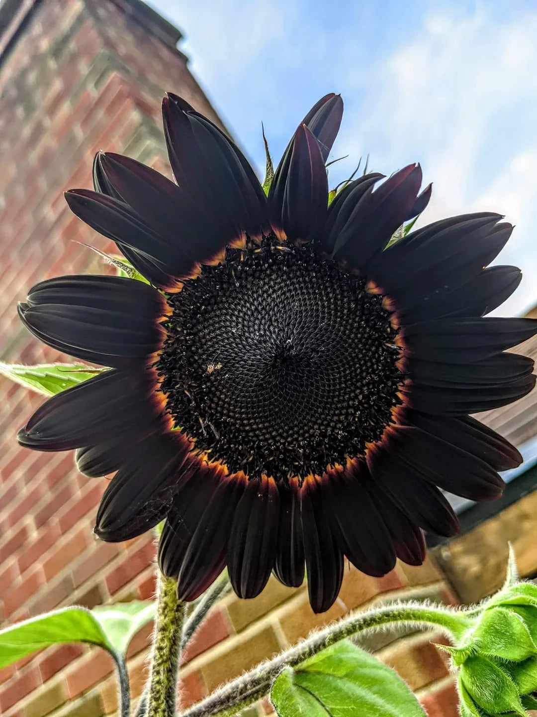 Graines de tournesol Noir Profond Frais pour la Plantation - Croissance de Jardin pour 50 Pièces