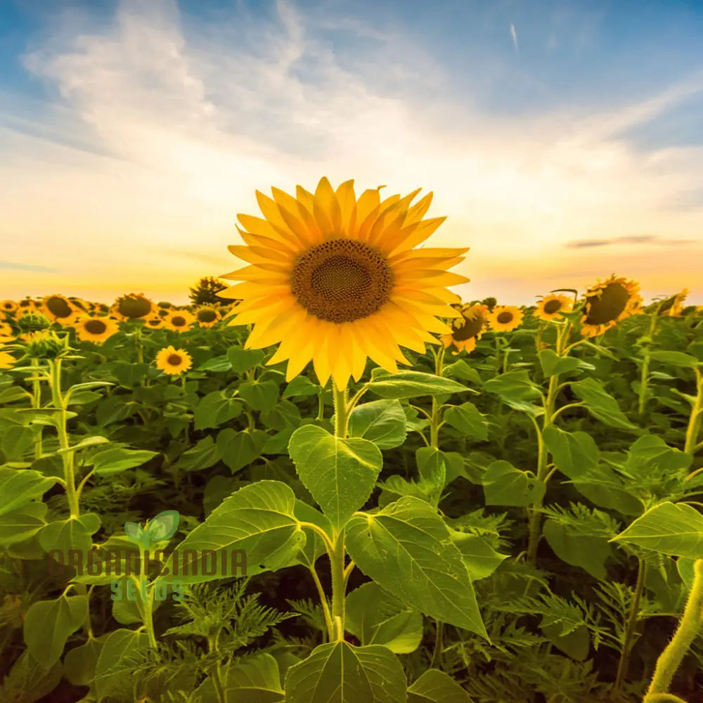 Graines comestibles de tournesol géant – Cultivez des tournesols géants pour les jardins, les espaces pollinisateurs et la récolte de graines