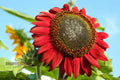 Grow Majestic Red Giant Sunflowers: The Ultimate Guide to Stunning Garden Blooms