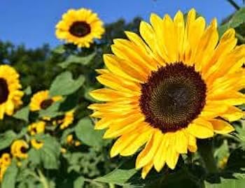 Sunflower Seeds – Tall Growing Variety for Vibrant Garden Blooms