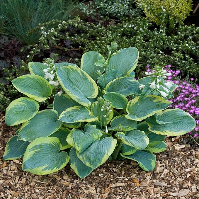 Earth Angel Hosta Seeds – Perennial Green Foliage for Shaded Gardens