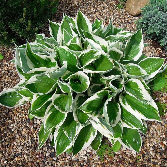 Patriot Hosta Seeds – Perennial Shade-Loving Foliage Plant for Borders & Landscaping
