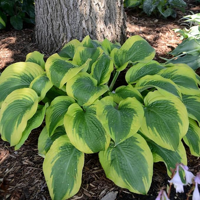 Earth Angel Hosta Seeds – Perennial Green Foliage for Shaded Gardens