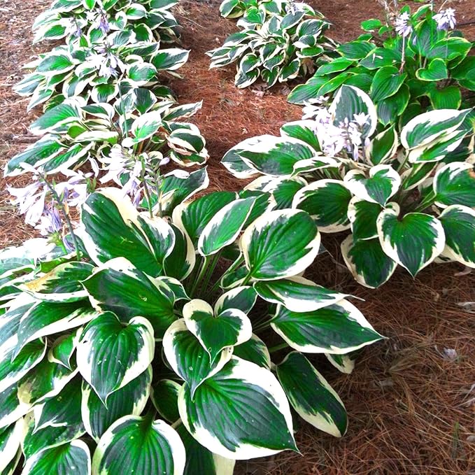 Patriot Hosta Seeds – Perennial Shade-Loving Foliage Plant for Borders & Landscaping