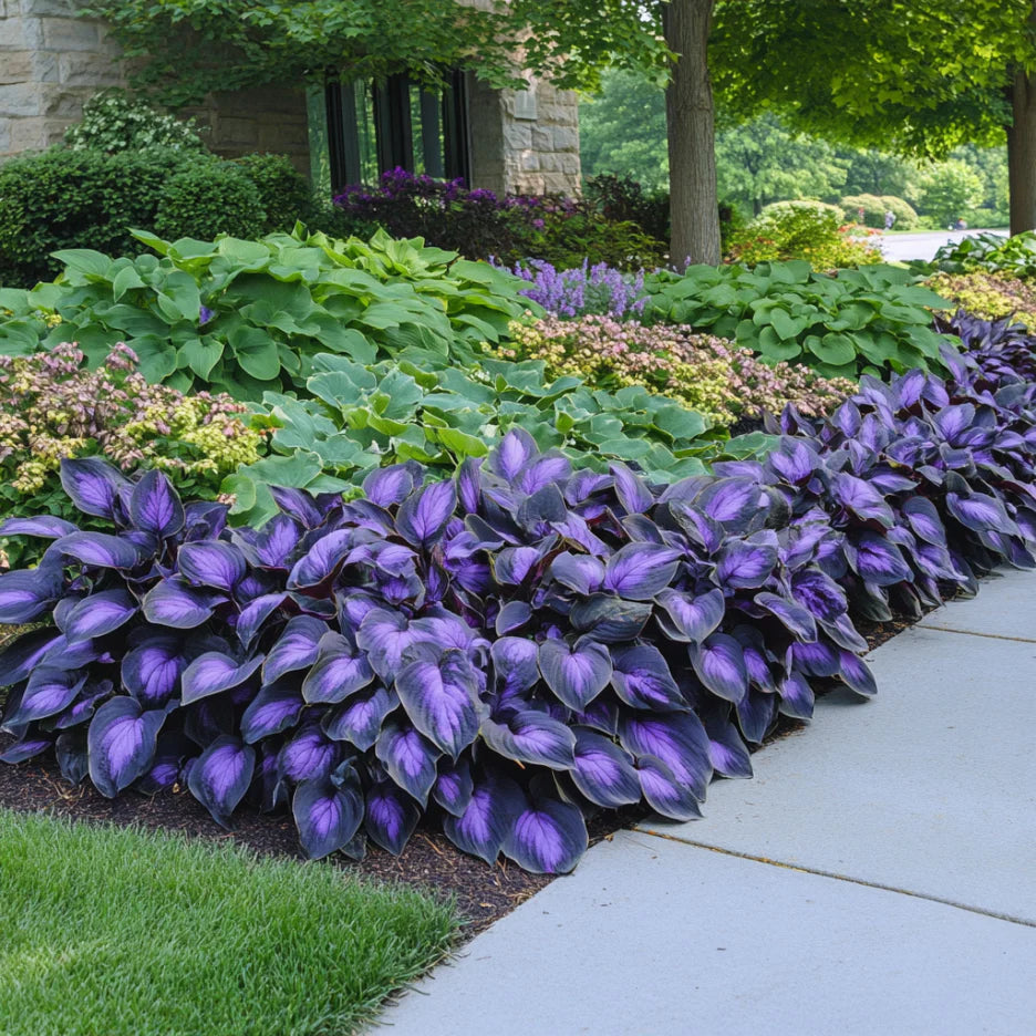 Rare Mix Hosta Plant Seeds, Purple  Black,  Exotic Shade Garden Beauty