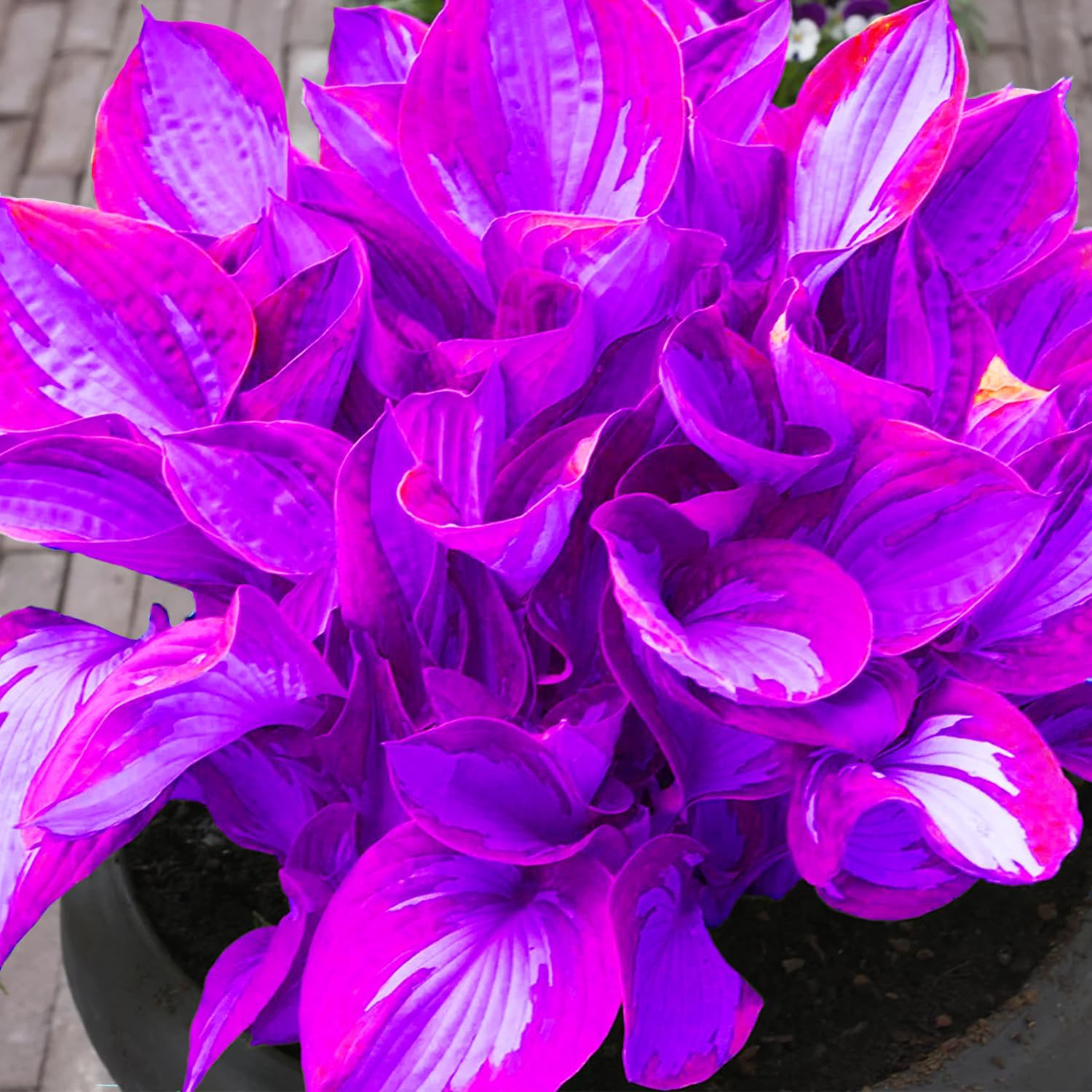 Rare Blue And Purple Hosta Seeds, Easy to Grow Perennial Shade Garden Beauties
