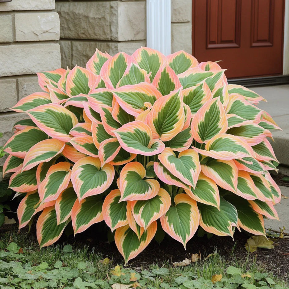 Graines de Hosta rares orange et rose – Couleurs de feuillage hybrides uniques pour jardins ombragés