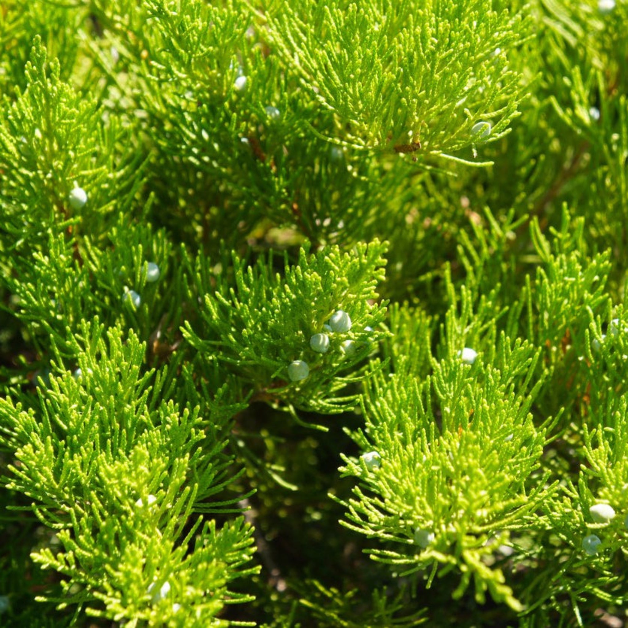 Broadmoor Juniper