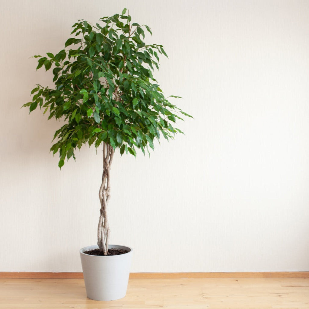 Braided Benjamina Ficus