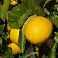 New Zealand Lemonade Tree