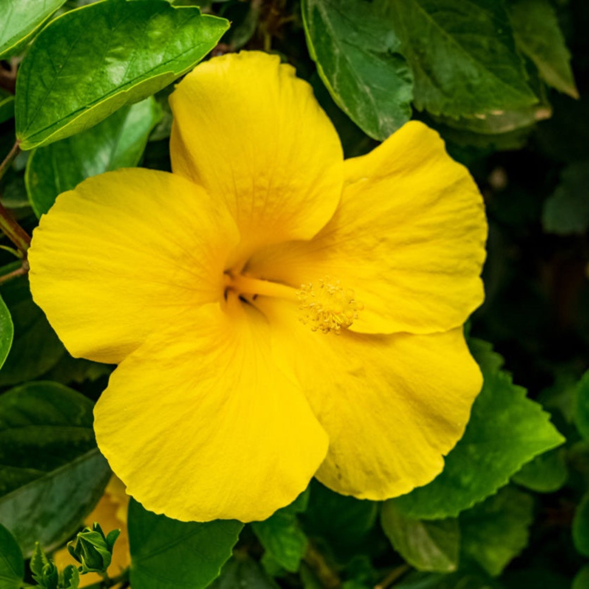 Hibiscus Tree